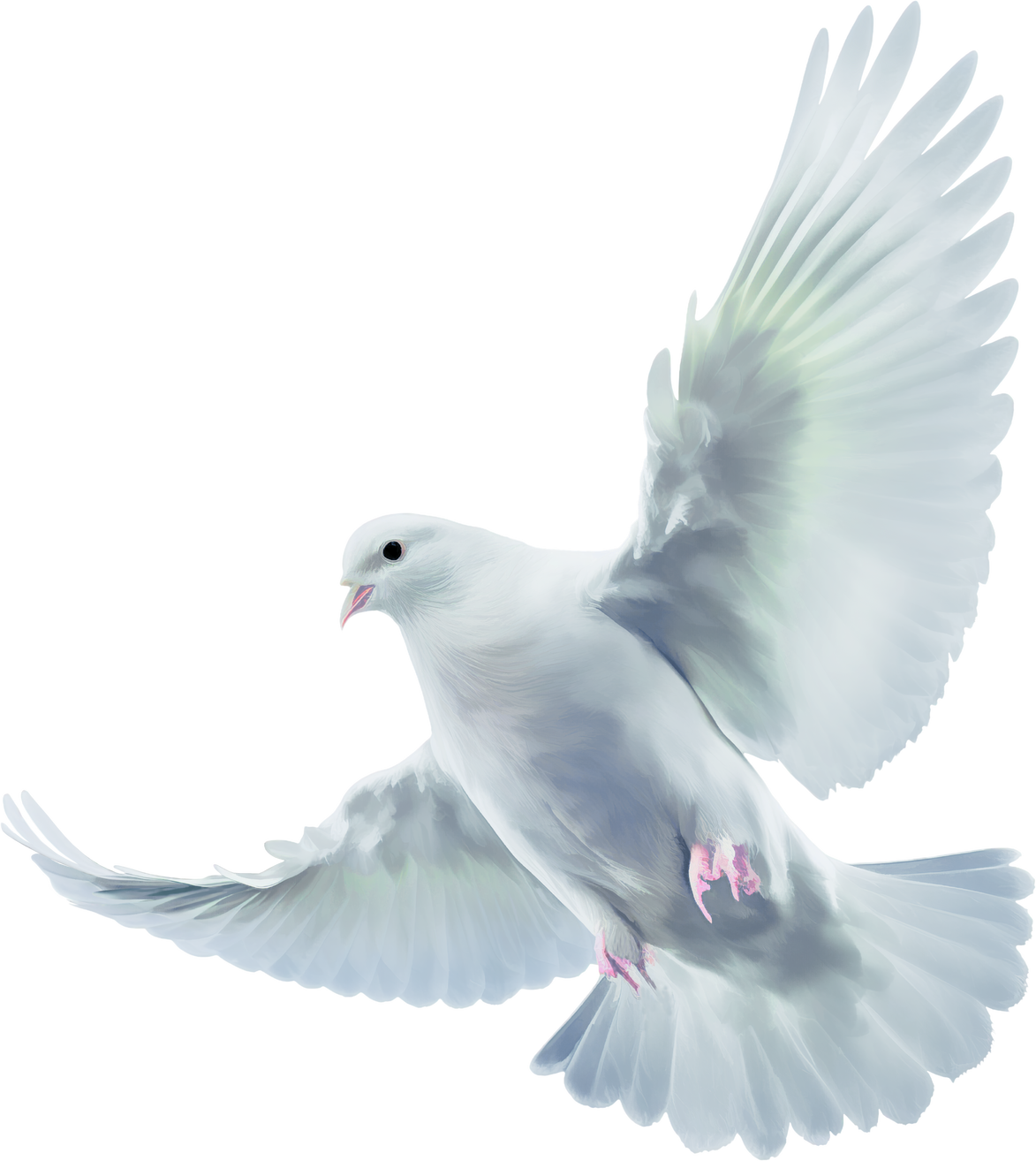 flying white dove with outstretched wings isolated on a transparent background